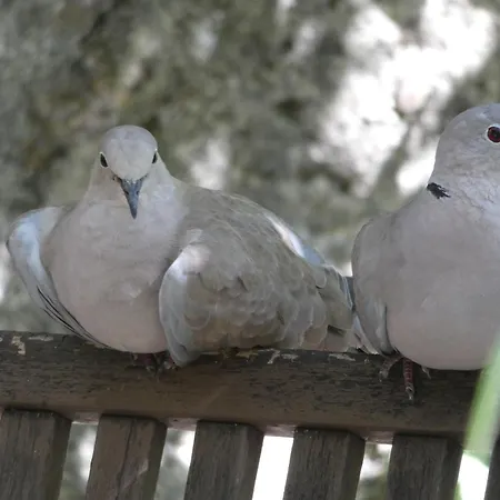 Viella Vacances Viella (Gers)