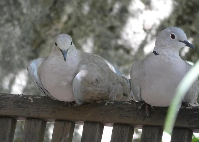 Viella Vacances Viella (Gers)