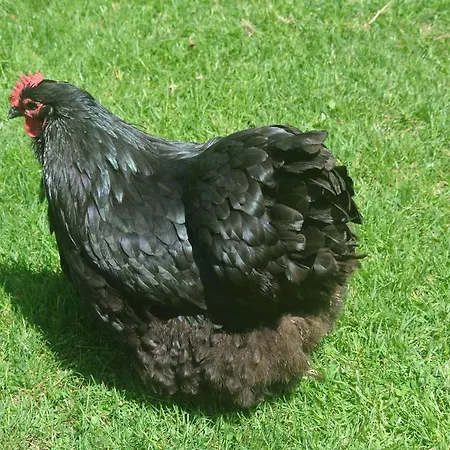 Viella * Vielha